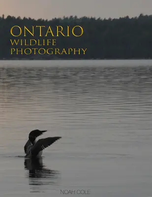 Fotografia divokej prírody v Ontáriu - Ontario Wildlife Photography