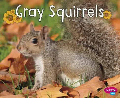 Sivé veveričky - Gray Squirrels
