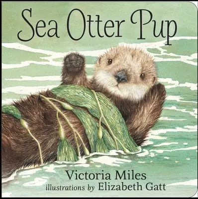 Mláďa morskej vydry - Sea Otter Pup