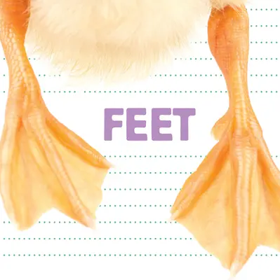 Nohy - Feet