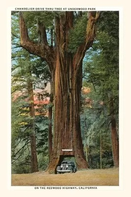 Vintage Journal Auto jazdiace cez Redwood - The Vintage Journal Car Driving through Redwood
