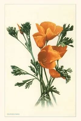 Vintage Journal Kalifornské maky - The Vintage Journal California Poppies