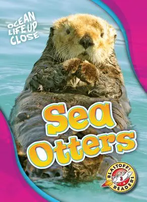 Morské vydry - Sea Otters