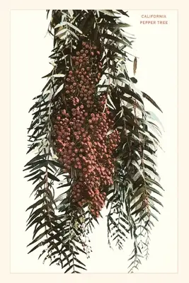 Vintage Journal Kalifornské bobule papriky - The Vintage Journal California Pepper Berries