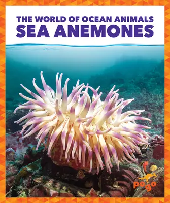 Morské sasanky - Sea Anemones