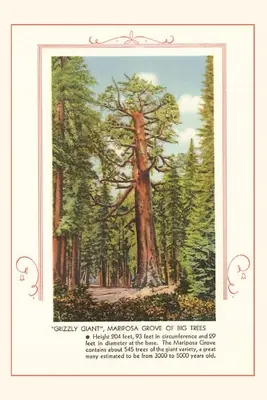 Vintage Journal Obr Grizzly, Mariposa Big Trees - The Vintage Journal Grizzly giant, Mariposa Big Trees
