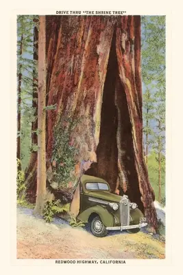 Vintage Journal Jazda autom cez Redwood, Kalifornia - The Vintage Journal Car Driving through Redwood, California
