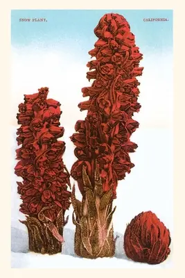 Vintage Journal Snežný závod, jazero Tahoe, Kalifornia - The Vintage Journal Snow Plant, Lake Tahoe, California
