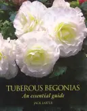 Hľuznaté begónie - základný sprievodca - Tuberous Begonias - An Essential Guide