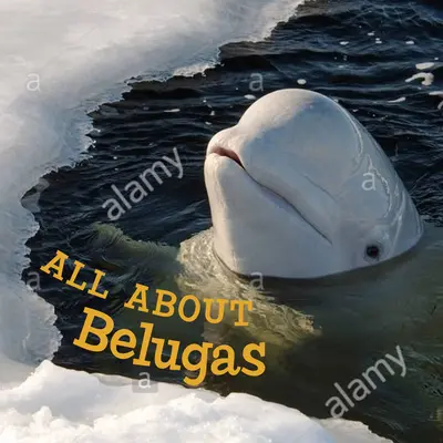 Všetko o belugách: Všetky informácie o medveďoch: anglické vydanie - All about Belugas: English Edition