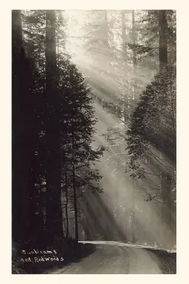 Vintage Journal Slnečné lúče a sekvoje - Vintage Journal Sunbeams and Redwoods