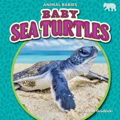 Mláďatá morských korytnačiek - Baby Sea Turtles