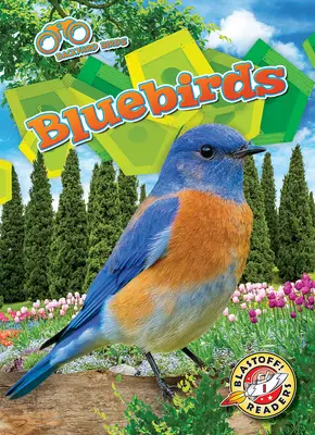 Modré vtáky - Bluebirds