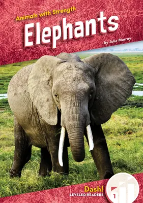 Slony - Elephants