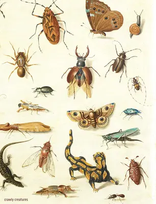 Crawly Creatures: Hmyz a iné živočíchy v umení a vede: zobrazovanie a hodnotenie hmyzu a iných živočíchov v umení a vede - Crawly Creatures: Depiction and Appreciation of Insects and Other Critters in Art and Science
