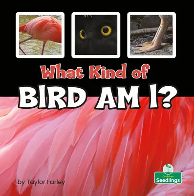 Čo som to za vtáka? - What Kind of Bird Am I?
