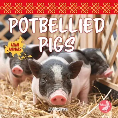 Ošípané s bruškom - Potbellied Pigs