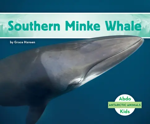 Veľryba pinka južná - Southern Minke Whale