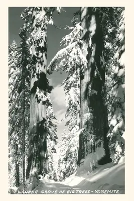 Vintage Journal Wawona Grove of Big Trees, Yosemity - Vintage Journal Wawona Grove of Big Trees, Yosemite