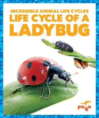 Životný cyklus berušky - Life Cycle of a Ladybug