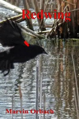 Redwing: Básne Marvina Orbacha - Redwing: Poems by Marvin Orbach