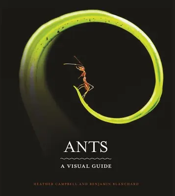 Mravce: Vizuálny sprievodca - Ants: A Visual Guide