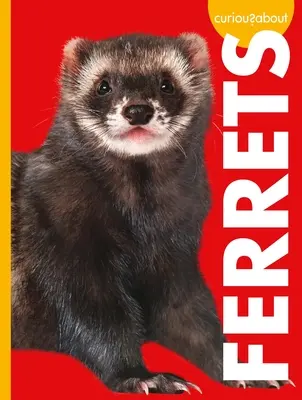 Zvedavé na fretky - Curious about Ferrets