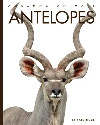 Antilopy - Antelopes