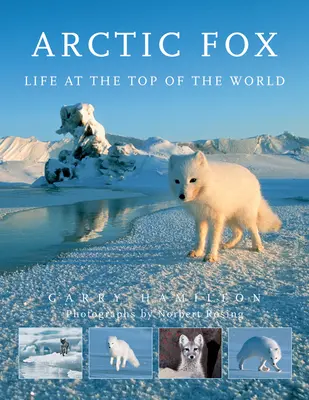 Arktická líška: Líška Foxová: Život na vrchole sveta - Arctic Fox: Life at the Top of the World
