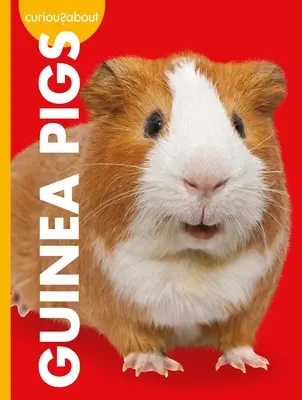 Zvedavosť na morčatá - Curious about Guinea Pigs