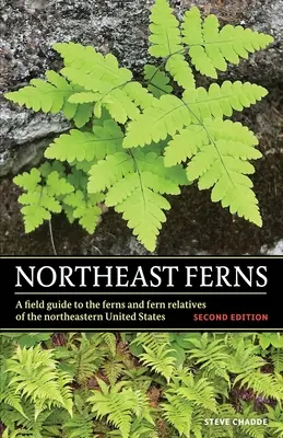 Kapradiny severovýchodu - Northeast Ferns