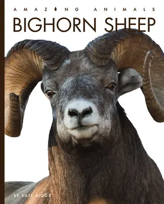 Ovce dvojrohé - Bighorn Sheep