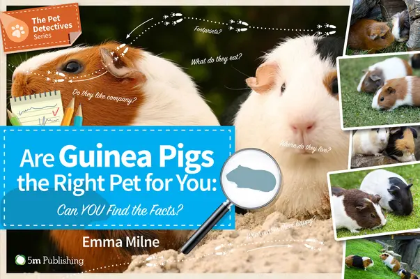 Sú morčatá tým správnym domácim miláčikom pre vás: Dokážete zistiť fakty? - Are Guinea Pigs the Right Pet for You: Can You Find the Facts?