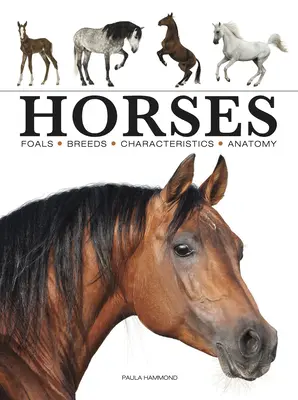 Kone - Horses