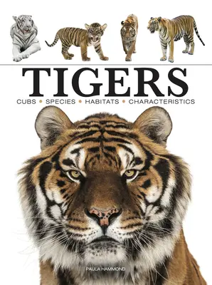 Tigre - Tigers