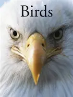 Vtáky - Birds