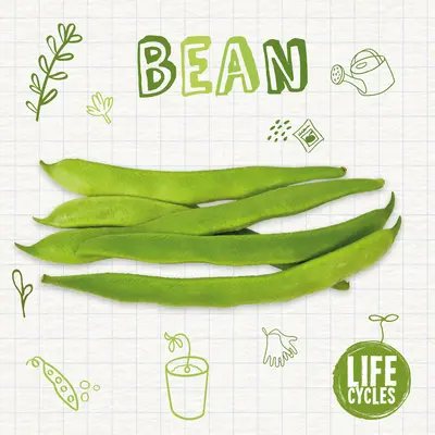 Fazuľa - Bean