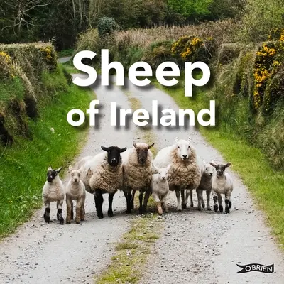 Ovce z Írska - Sheep of Ireland