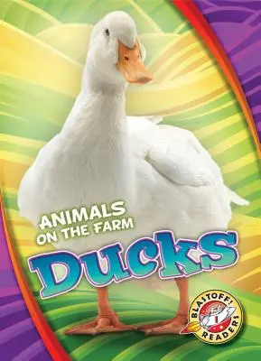 Kačice - Ducks