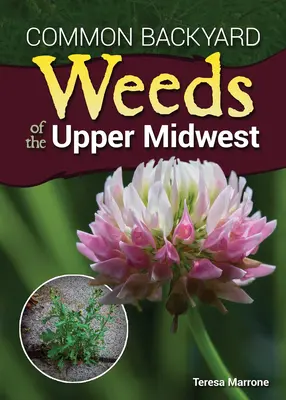 Bežné buriny na dvore na hornom stredozápade - Common Backyard Weeds of the Upper Midwest