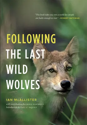 Za poslednými divokými vlkmi - Following the Last Wild Wolves