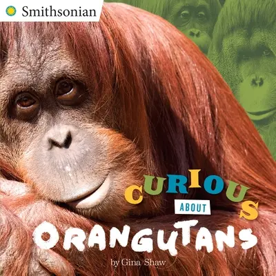 Zvedavosť na orangutany - Curious about Orangutans