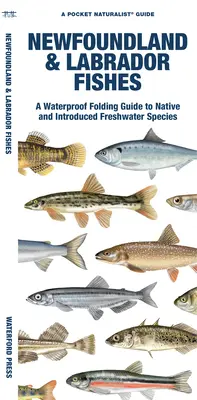 Newfoundland & Labrador Fishes: Vodeodolný skladací sprievodca pôvodnými a introdukovanými sladkovodnými druhmi - Newfoundland & Labrador Fishes: A Waterproof Folding Guide to Native and Introduced Freshwater Species