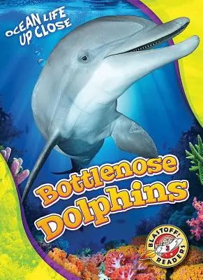 Delfíny skákavé - Bottlenose Dolphins