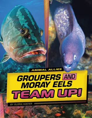 Skupiny úhorov a murén sa spojili! - Groupers and Moray Eels Team Up!