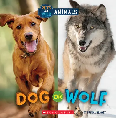 Pes alebo vlk (Divoký svet: Domáce a voľne žijúce zvieratá) - Dog or Wolf (Wild World: Pets and Wild Animals)