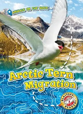 Migrácia rybárika polárneho - Arctic Tern Migration