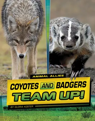 Kojoti a jazvec sa spojili! - Coyotes and Badgers Team Up!