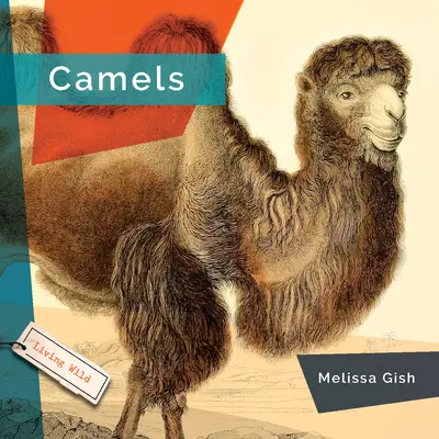 Ťavy - Camels