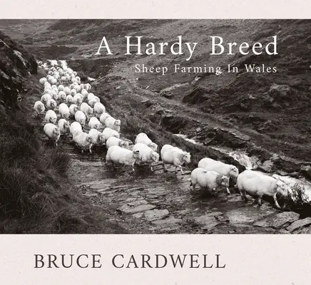 Tvrdé plemeno: Chov oviec vo Walese - A Hardy Breed: Sheep Farming in Wales